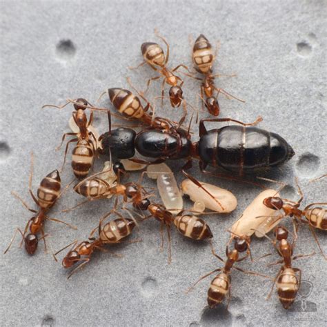 螞蟻的介紹